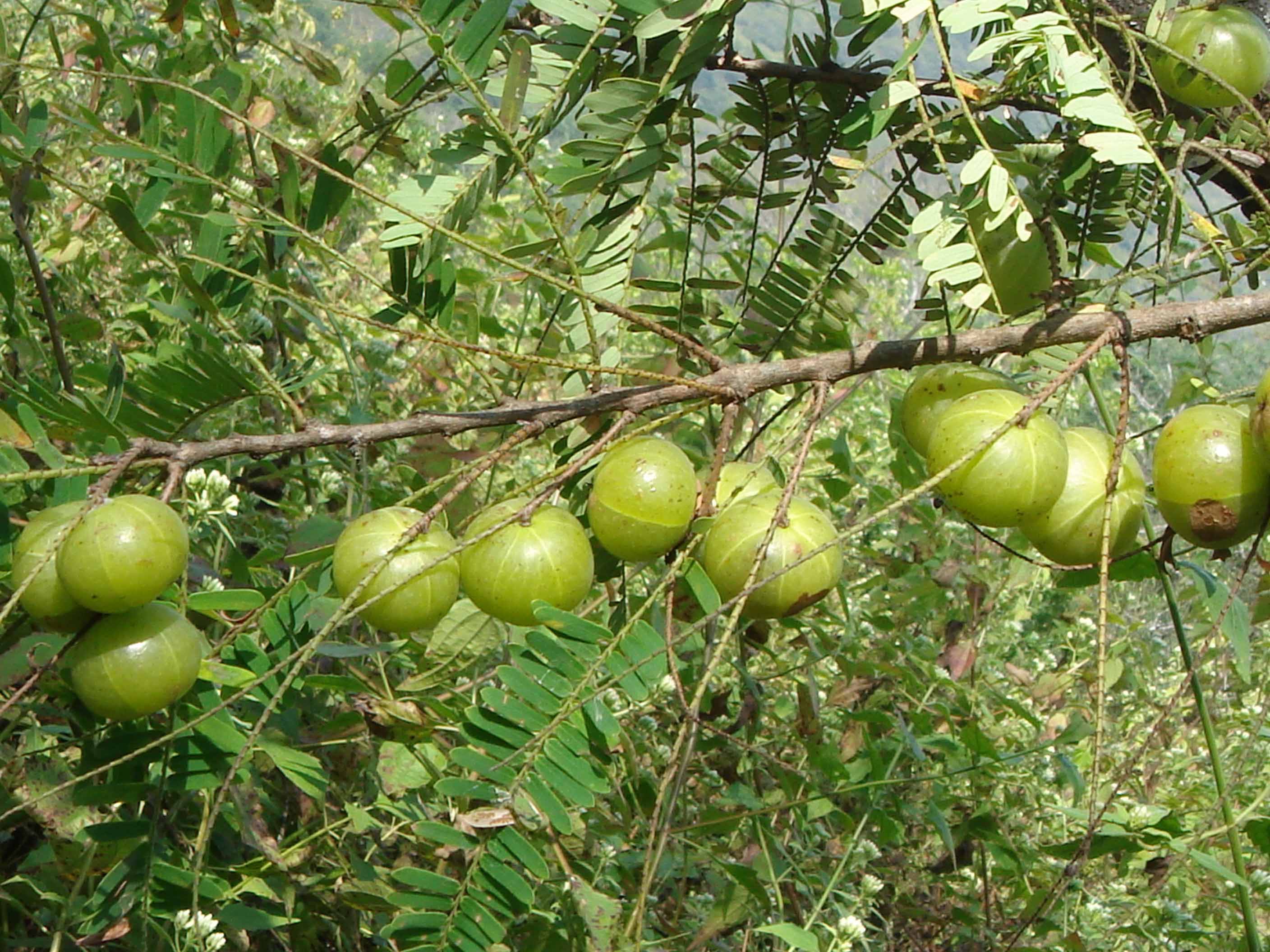 1755920399904212.jpg DSC01075 - 副本.JPG